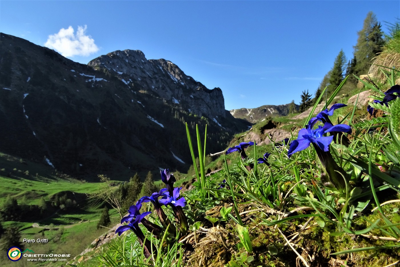 15 Genziana primaticcia (Gentiana vernus).JPG